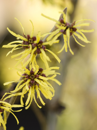 Toverhazelaar bloeit met de bekende gele, spinachtige bloemen.